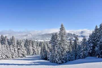 winter forest in the mountains of uludag, bursa
