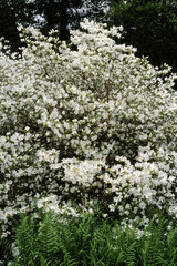 Rhododendron, Palestrina