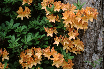 Rhododendron, Rhododendron calostrotum