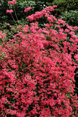 Rhododendron, variete Pink Pearl
