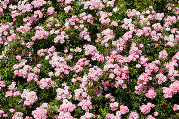 Rosier, variété Bonica