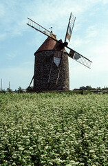 Moulin, champ, Sarrasin,  Fagopyrum esculentum, blé noir