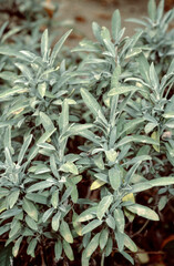 Obraz premium Sauge à feuilles de lavande, Salvia lavandifolia