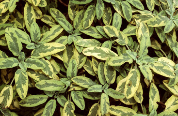 Sauge officinale , Salvia officinalis icterina