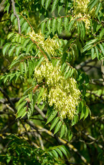 Sumac de Chine, Rhus chinensis