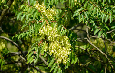 Sumac de Chine, Rhus chinensis