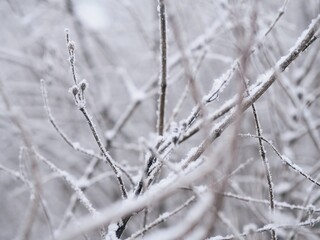 Frosty branches detail with shallow depth of field