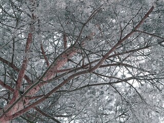 Frosty branches of a beautiful pine