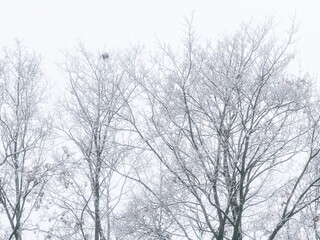 Frosty branches of multiple winter trees