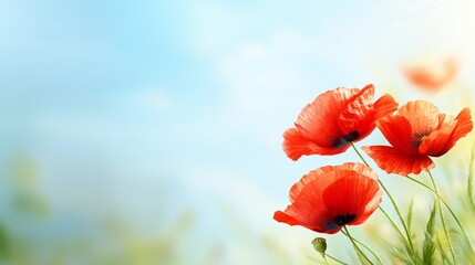 Obraz premium A bunch of red poppies in a field of green grass