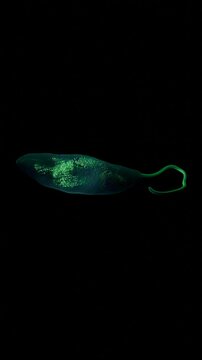 Euglena gracilis is a single-celled eukaryotic alga commonly found in freshwater environments. It's a fascinating organism because it exhibits characteristics of both plants and animals