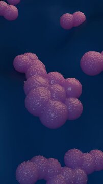 A magnified view of Methicillin-resistant Staphylococcus aureus (MRSA) bacteria