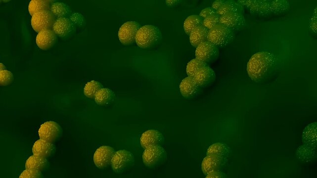 A magnified view of Methicillin-resistant Staphylococcus aureus (MRSA) bacteria