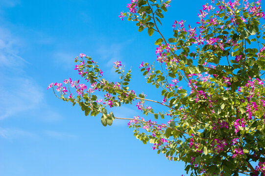Purple Bauhinia flower blooming on blue sky background (Bauhinia purpurea linn tree) - Powered by Adobe