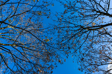 Éclats d'Automne : Les Arbres sous un Ciel Bleu