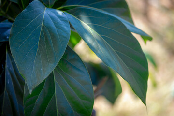 Obraz premium Selective focus of green leaves, The avocado alligator pear or avocado pear is an evergreen tree in the laurel family, It was prized for its large and unusually oily fruit, Nature greenery background.