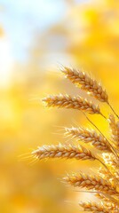 A close up of a bunch of ripe wheat in a field