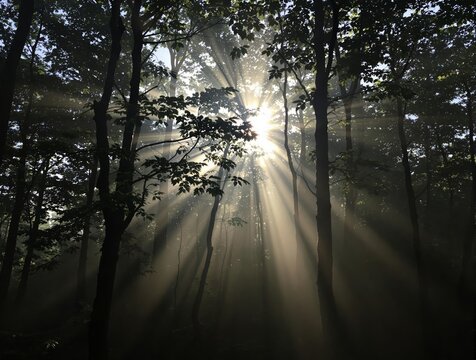 sun rays through trees - Powered by Adobe