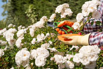 female hands in gloves with pruning white rose flowers in garner