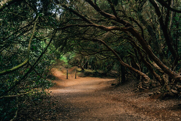 The Sendero de los Sentidos (Path of the Senses) offers a magical journey through Tenerife’s enchanting laurel forests in Anaga Rural Park. This trail, dappled with sunlight filtering 