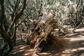 The Sendero de los Sentidos (Path of the Senses) offers a magical journey through Tenerife’s enchanting laurel forests in Anaga Rural Park. This trail, dappled with sunlight filtering 