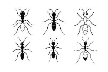 Carpenter Ant (Camponotus) insect design, labeled line art vector illustration.
