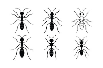 Carpenter Ant (Camponotus) insect design, labeled line art vector illustration.