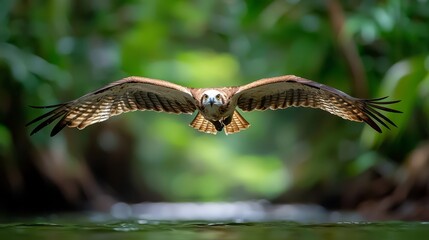 A large bird flying over a body of water