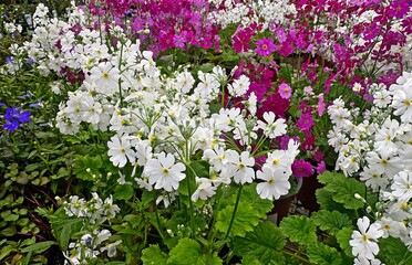 Pink and white Baby primrose flowers. Primula malacoides
