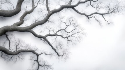 Fototapeta premium A black and white photo of a tree with no leaves