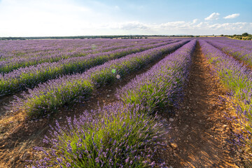 Fototapeta premium Lavender Fields in Brihuega, Spain: A Summer Dream