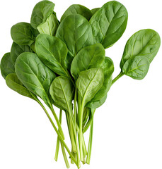 Spinach Vegetable PNG, Spinach HD Image