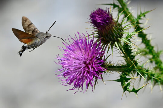 Taubenschw&auml;nzchen (Macroglossum stellatarum) an Weg-Distel (Carduus acanthoides) // Hummingbird hawk-moth on spiny plumeless thistle