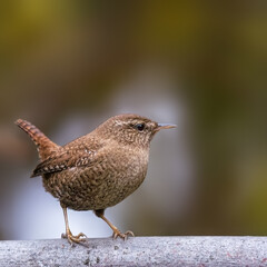bird on a branch