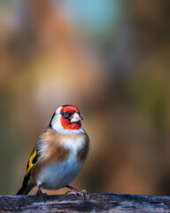 bird on a branch