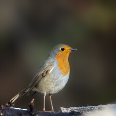 bird on a branch