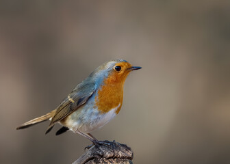 bird on a branch