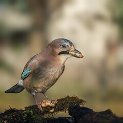 bird on a branch
