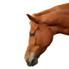 Horse Head, on transparent background cutout file