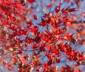 桜山公園　紅葉風景　紅葉　もみじ
紅葉狩り