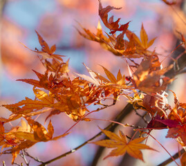 桜山公園　紅葉風景　紅葉　もみじ
紅葉狩り