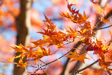 桜山公園　紅葉風景　紅葉　もみじ
紅葉狩り