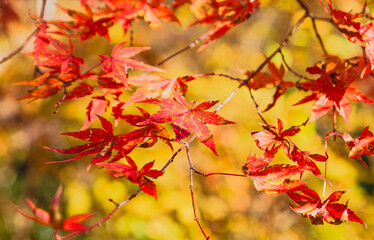 桜山公園　紅葉風景　紅葉　もみじ
紅葉狩り