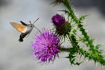Taubenschwänzchen (Macroglossum stellatarum) an Weg-Distel (Carduus acanthoides) // Hummingbird hawk-moth on spiny plumeless thistle