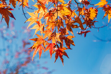 桜山公園　紅葉風景　紅葉　もみじ
紅葉狩り