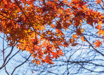 桜山公園　紅葉風景　紅葉　もみじ
紅葉狩り