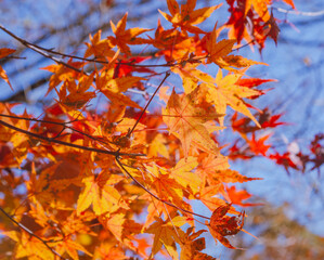 桜山公園　紅葉風景　紅葉　もみじ
紅葉狩り