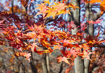 桜山公園　紅葉風景　紅葉　もみじ
紅葉狩り