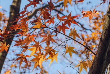 桜山公園　紅葉風景　紅葉　もみじ
紅葉狩り
