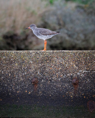 Red shank bird stands on concrete over the Dark Water in Lepe, UK, blending nature with man-made structures in serene harmony.